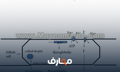 المحاضره السابعه الفرقة الثالثة General Anesthetics lecture