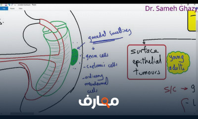 الجهاز التناسلي للأنثى female genital system