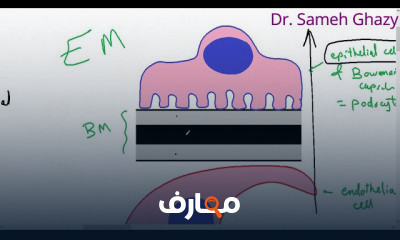 أمراض الجهاز البولي urinary system pathology