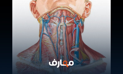 الرأس والرقبة التشريح التطبيقي والسطح head and neck applied and surface anatomy