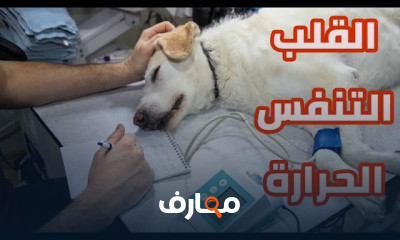 طب الحيوانات الأليفة