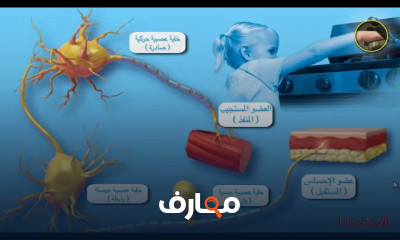 احياء الصف الثاني الثانوي الترم الثانى