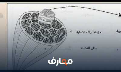 علوم الحياة والأرض السنة الثالثة إعدادي