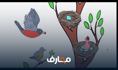 تانيه ابتدائى ترم اول