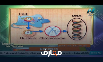 علوم لفات للصف الثالث الإعدادي