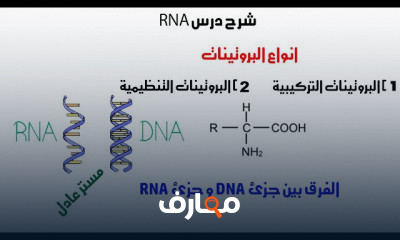 RNA بيولوجيا جزيئية احياء ثانوية عامة