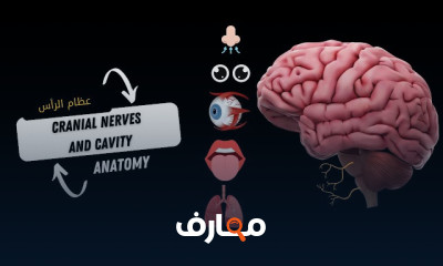 تشريح عظام الرأس والرقبة