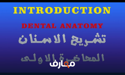 أساسيات تشريح الأسنان