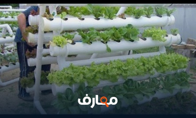 الإستزراع السمكي