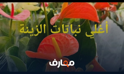 كيفية زراعة نبات القرنفل