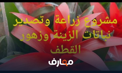 كيفية زراعة الأفوكادوا
