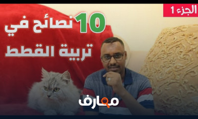 تربية القطط
