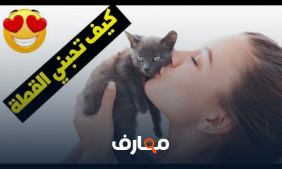 تربية القطط في البيت