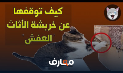 التعامل مع خدش الأثاث للقطط