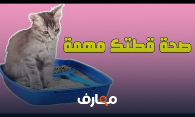 أسباب تساقط شعر القطط