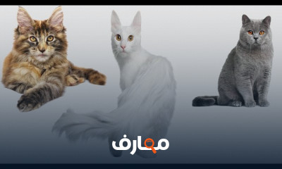 أنواع القطط