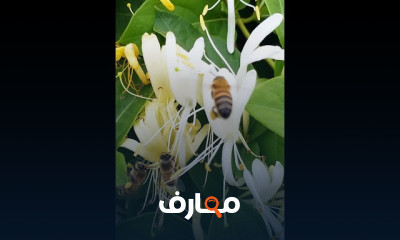 زراعة الجهنمية