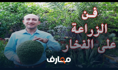 الشتلات الزراعية