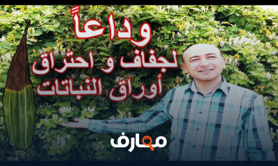 أسباب وعلاج تآكل أوراق النباتات