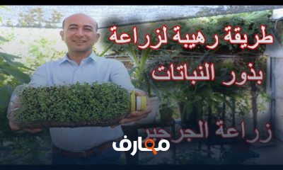 زراعة شتلة ريحان