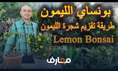 طريقة عمل بونساي الجهنمية
