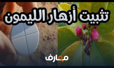 علاج إلتواء أوراق شجرة الليمون