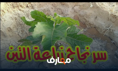 علاج إصفرار أشجار الليمون