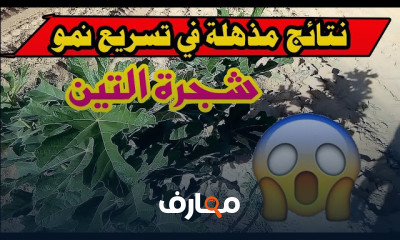 زراعة التين