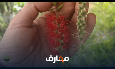 زراعة الكيوي من البذور