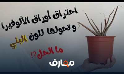 زراعة صبار التين الشوكي
