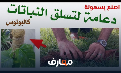 شتلة الجهنمية