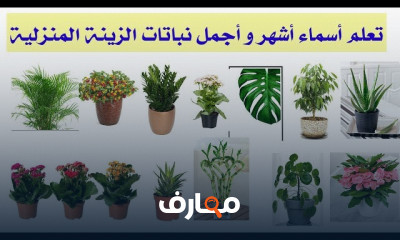 زراعة نباتات الزينة