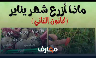 دليل عملي للمواعيد الزراعية