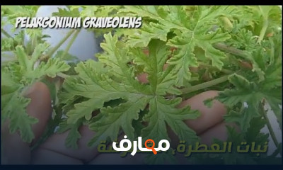 زراعة شتلة ريحان