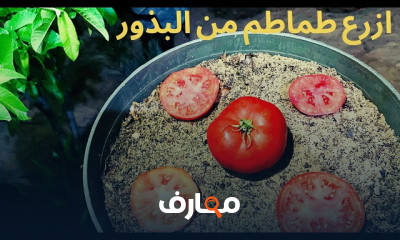 زراعة الخضروات