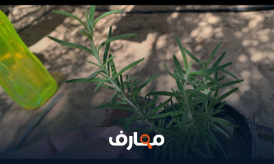 زراعة الأعشاب في المنزل