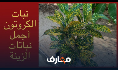 زراعة شتلة الورد