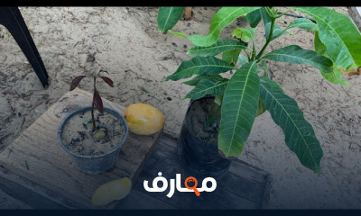 زراعة الفواكة في المنزل