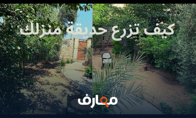 زراعة الزيتون من البذور