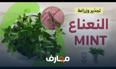طريقة زراعة النعناع