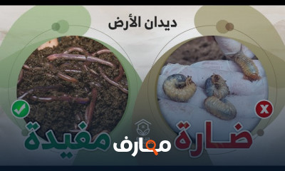 الآفات الزراعية
