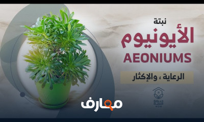 زراعة نبات دمعة الطفل زراعة نبات دمعة الطفل
