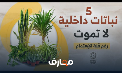 زراعة النباتات الداخلية