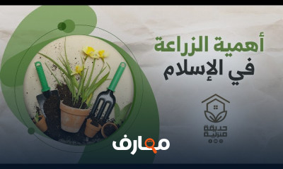 طريقة حفظ وتخزين زيت الزيتون