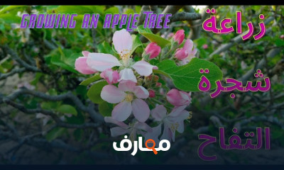 زراعة شجرة التفاح