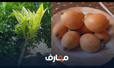 طرق تطعيم اشجار الفاكهة