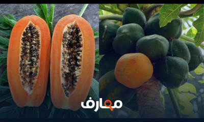 زراعة البابايا
