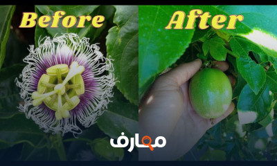 زراعة فاكهة الباشن فروت