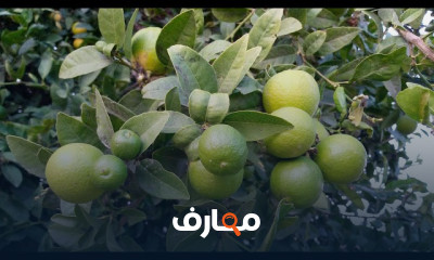 طريقة زراعة الليمون