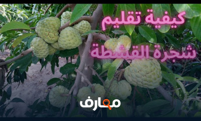 زراعة شجرة القشطة
